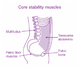 core stability muscles